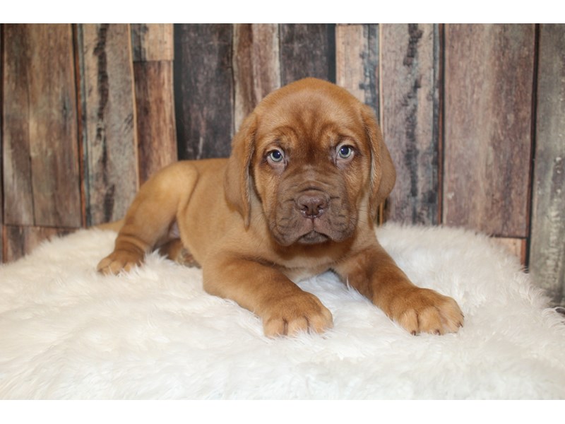 Dogue De Bordeaux