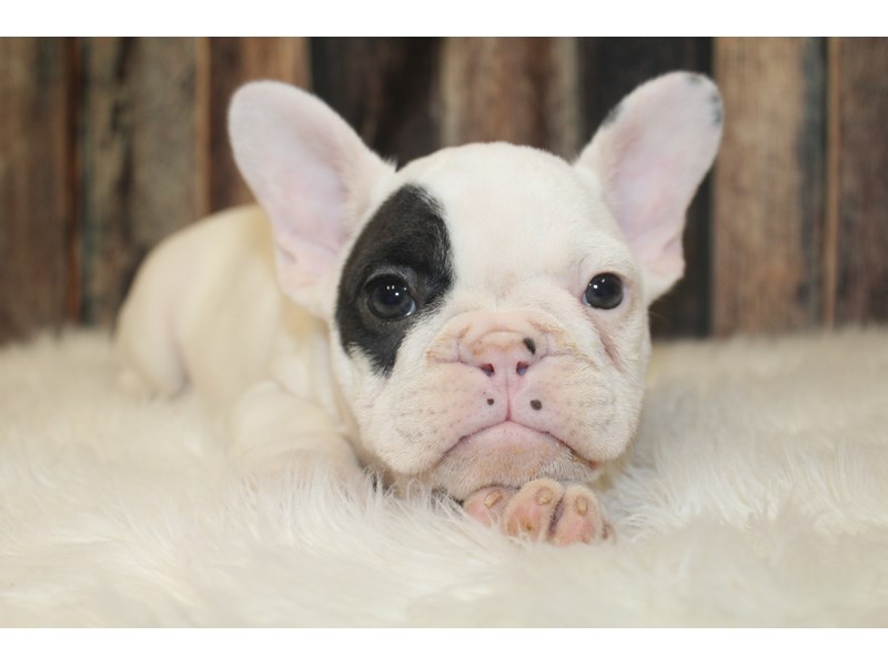 French Bulldog