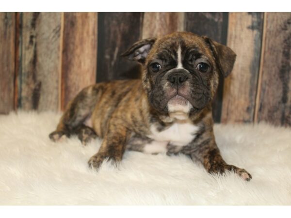 Frenchton DOG Male Reverse Brindle 16715 Petland Racine, Wisconsin