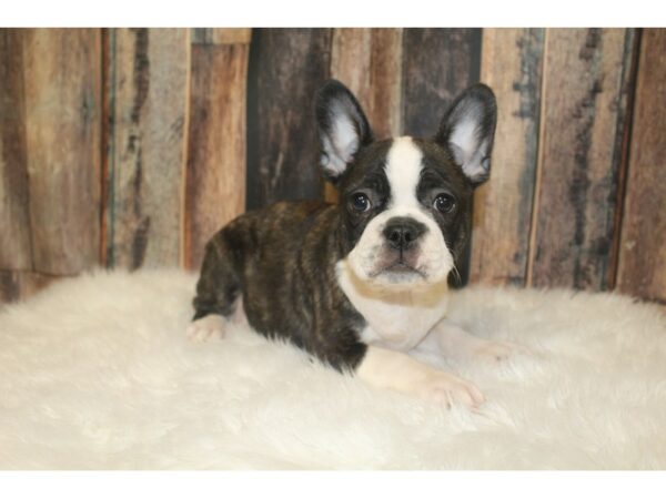 Frenchton DOG Female BrindlE 16716 Petland Racine, Wisconsin