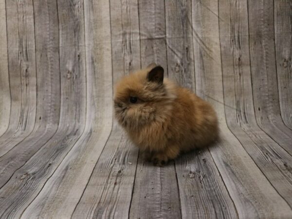 Lionhead-RABBIT-Female--26561-Petland Racine, Wisconsin