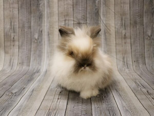 Lionhead-RABBIT-Male--26562-Petland Racine, Wisconsin