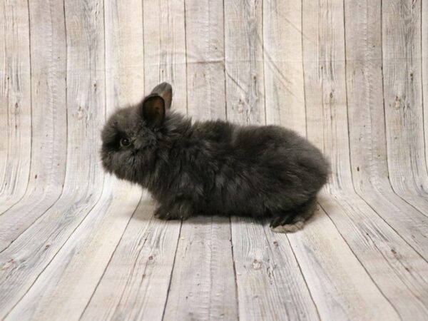 Lionhead-RABBIT-Male--26563-Petland Racine, Wisconsin