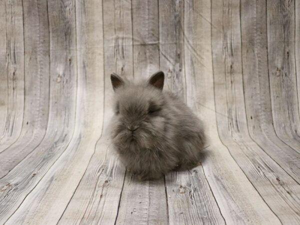 Lionhead-RABBIT-Female--26564-Petland Racine, Wisconsin