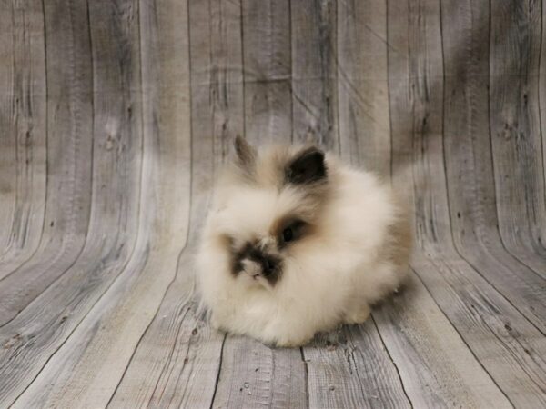 Lionhead-RABBIT-Female--26565-Petland Racine, Wisconsin