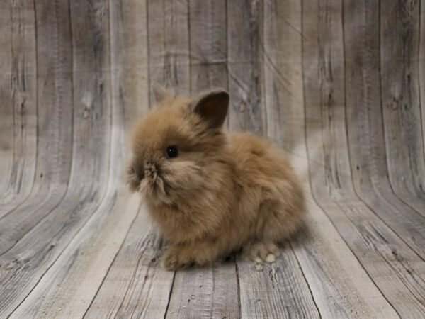 Lionhead-RABBIT-Female--26566-Petland Racine, Wisconsin