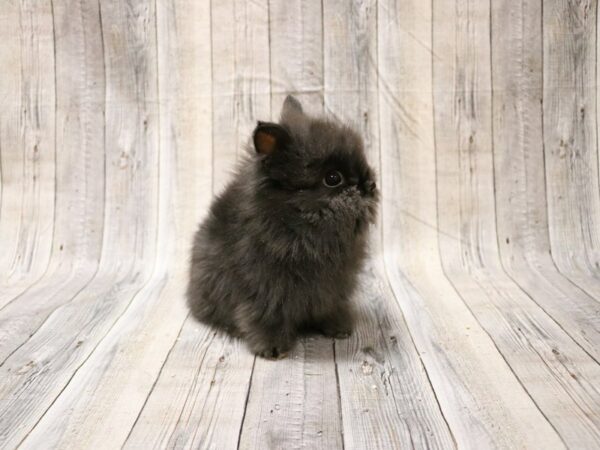 Lionhead-RABBIT-Male--26567-Petland Racine, Wisconsin