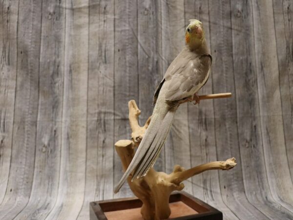 Cockatiel-BIRD---26554-Petland Racine, Wisconsin