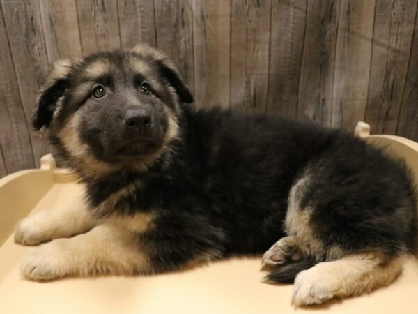 German Shepherd/Bernese Mountain Dog-DOG-Female-Black / Tan-26586-Petland Racine, Wisconsin