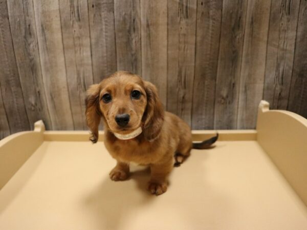 Dachshund-DOG-Female-Red-26585-Petland Racine, Wisconsin