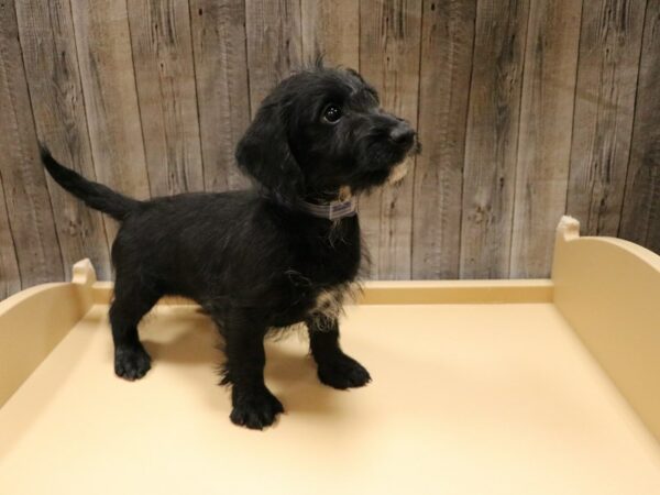 Dachshund/Poodle-DOG-Male-Black-26584-Petland Racine, Wisconsin