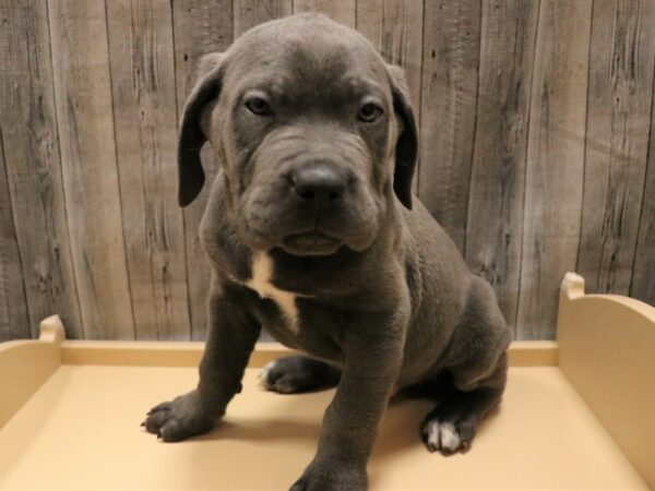 Cane Corso DOG Male Blue 26578 Petland Racine, Wisconsin