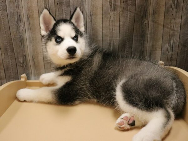 Siberian Husky-DOG-Male-Black / White-26577-Petland Racine, Wisconsin