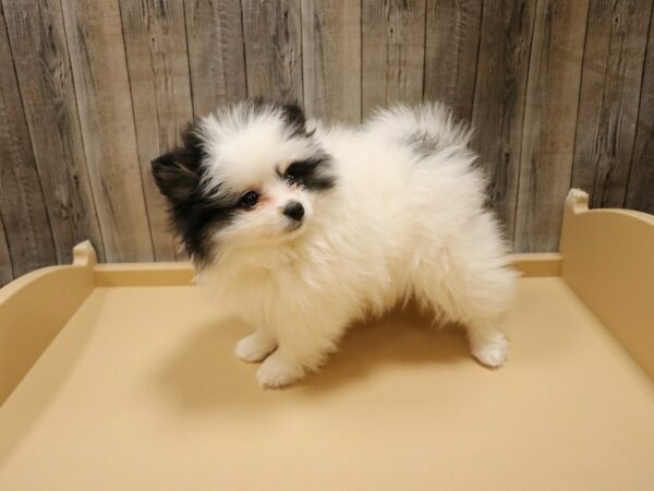 Pomeranian DOG Female Black / White 26575 Petland Racine, Wisconsin