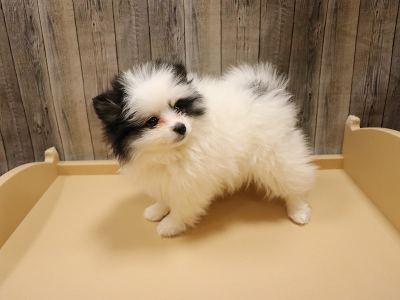 Pomeranian