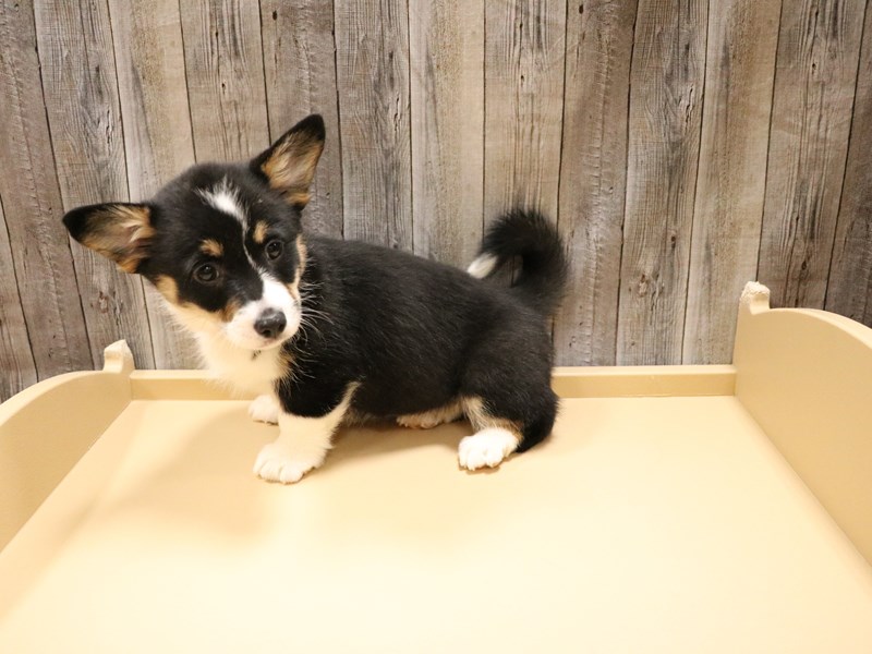 Pembroke Welsh Corgi