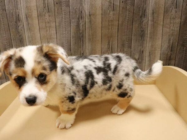 Pembroke Welsh Corgi-DOG-Male-Blue Merle-26572-Petland Racine, Wisconsin