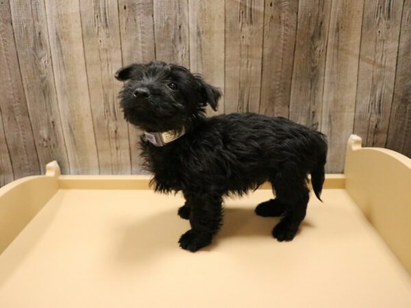 Scottish Terrier-DOG-Male-Black-26571-Petland Racine, Wisconsin