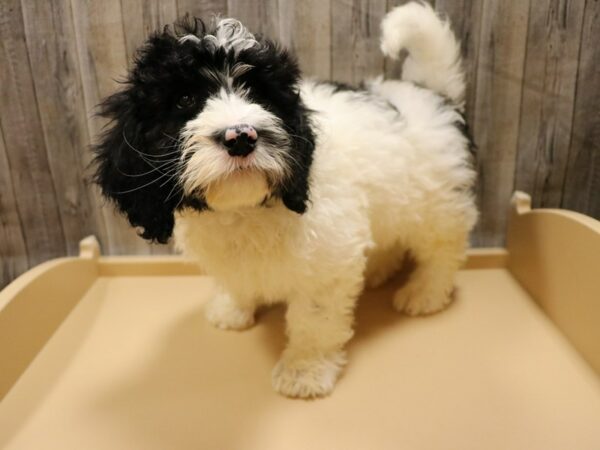 Mini Bernadoodle-DOG-Male-Black / White-26569-Petland Racine, Wisconsin