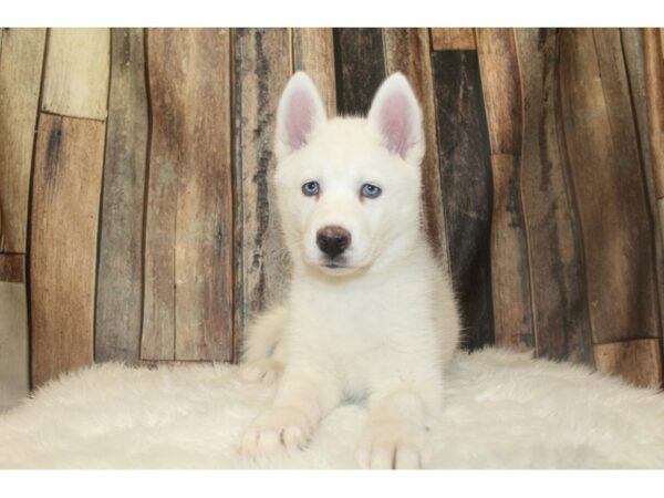 Siberian Husky-DOG-Female-White-16718-Petland Racine, Wisconsin
