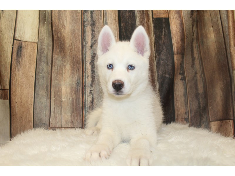 Siberian Husky