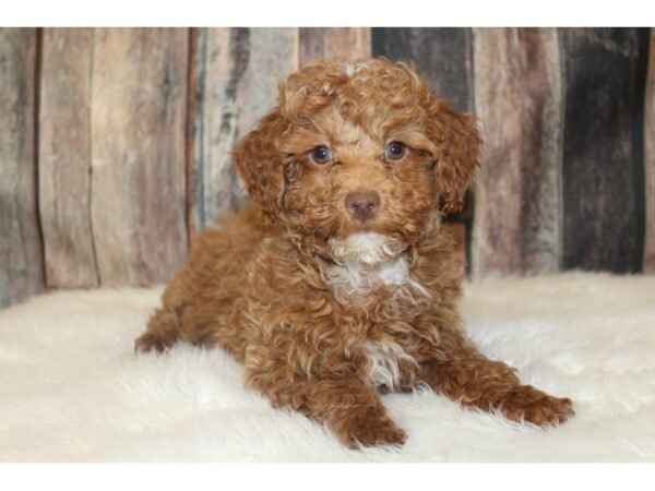 Poodle-DOG-Female-Red-16721-Petland Racine, Wisconsin