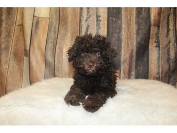 Min Schnauzer-DOG-Male-Chocolate-16722-Petland Racine, Wisconsin