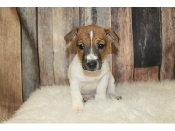 Jack Russell Terrier DOG Male Brown / White 16725 Petland Racine, Wisconsin