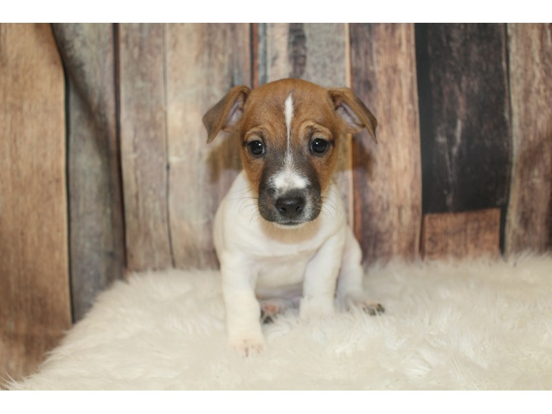 Jack Russell Terrier