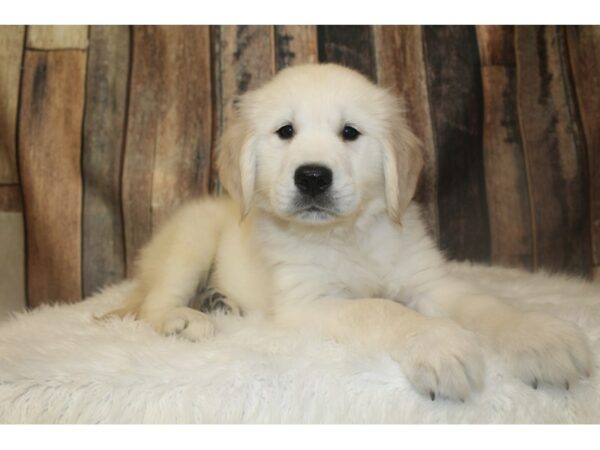 Golden Retriever-DOG-Male-Cream-16726-Petland Racine, Wisconsin