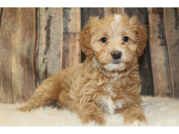 Goldendoodle Mini 2nd Gen DOG Male Apricot 16727 Petland Racine, Wisconsin