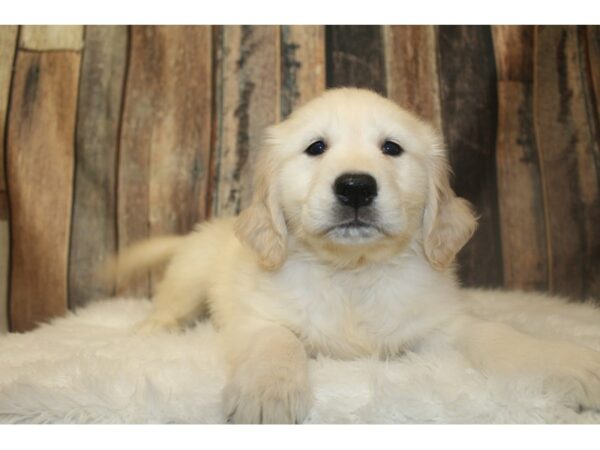 Golden Retriever DOG Female Cream 16729 Petland Racine, Wisconsin