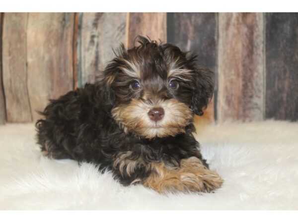 Schnoodle DOG Male Chocolate and Tan 16730 Petland Racine, Wisconsin