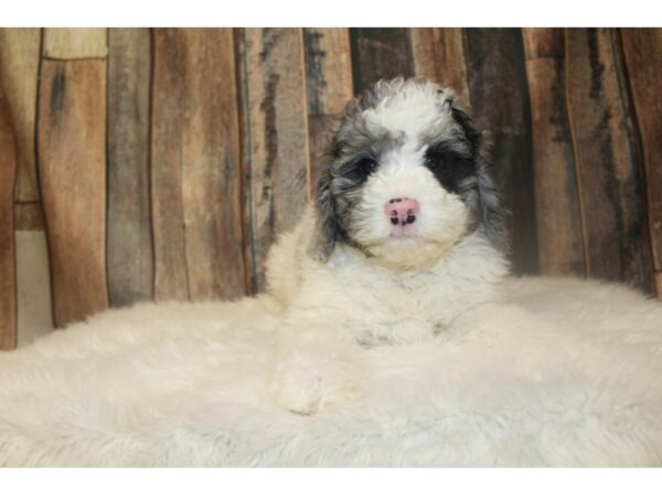 Bernadoodle Mini DOG Male Blue Merle 16731 Petland Racine, Wisconsin