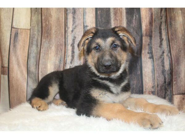 German Shepherd Dog DOG Male Black / Tan 16732 Petland Racine, Wisconsin