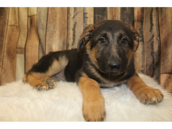 German Shepherd Dog DOG Male Black / Tan 16733 Petland Racine, Wisconsin