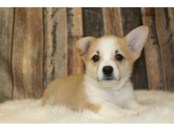 Pembroke Welsh Corgi-DOG-Male-Red/White-16734-Petland Racine, Wisconsin