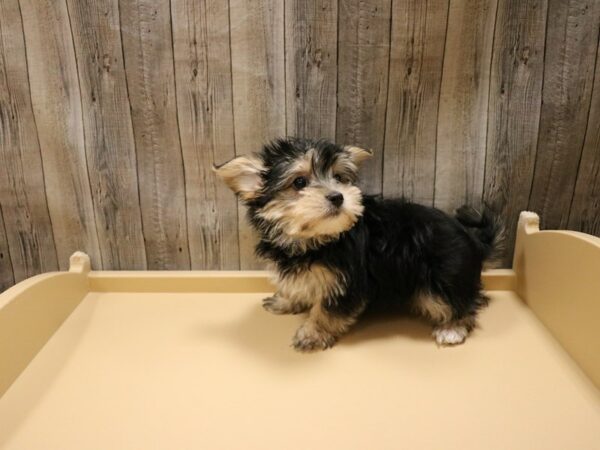 Morkie DOG Male Black / Tan 26611 Petland Racine, Wisconsin