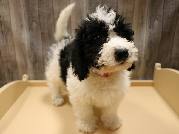 Mini Bernadoodle 2nd Gen-DOG-Male-Black / White-26610-Petland Racine, Wisconsin