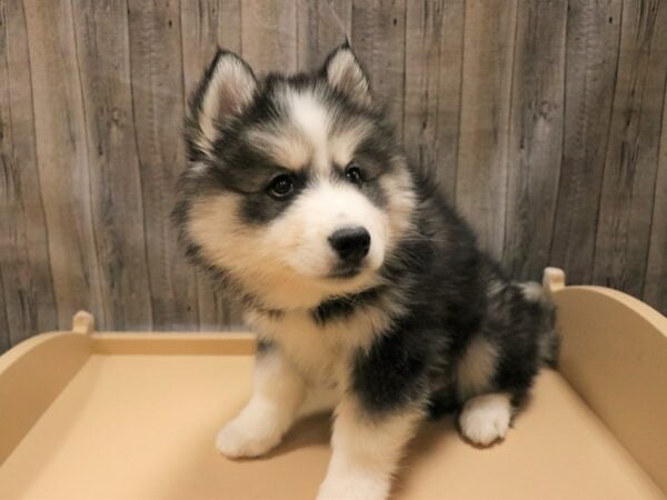 Huskimo-DOG-Male-Black / White-26608-Petland Racine, Wisconsin