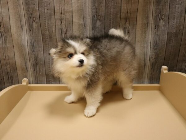 Pomsky 2nd Gen-DOG-Female-Brown / White-26607-Petland Racine, Wisconsin