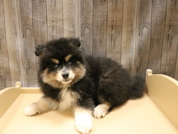 Pomsky 2nd Gen-DOG-Male-Black / White-26606-Petland Racine, Wisconsin