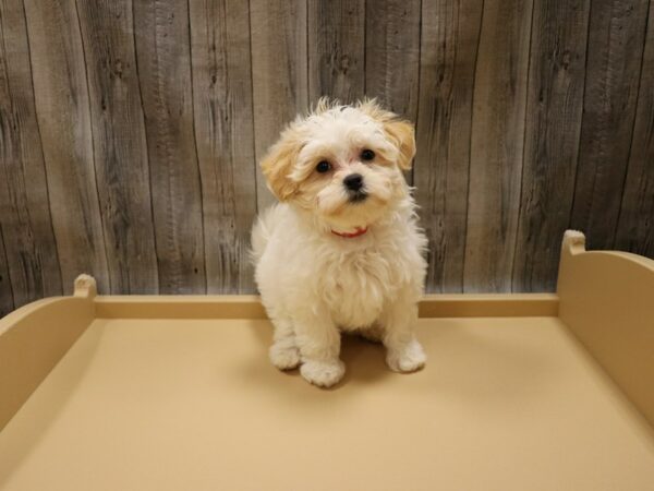 Teddy Bear DOG Female White 26605 Petland Racine, Wisconsin