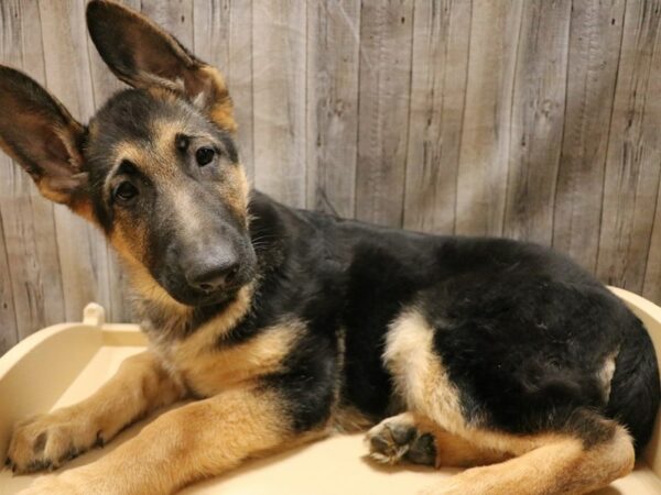 German Shepherd Dog DOG Male Black / Tan 26603 Petland Racine, Wisconsin