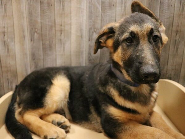 German Shepherd Dog DOG Male Black / Tan 16737 Petland Racine, Wisconsin