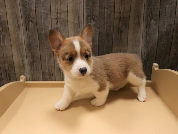 Pembroke Welsh Corgi DOG Male Sable 26602 Petland Racine, Wisconsin