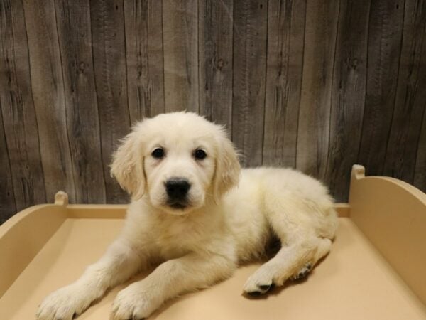 Golden Retriever-DOG-Male-Cream-26599-Petland Racine, Wisconsin