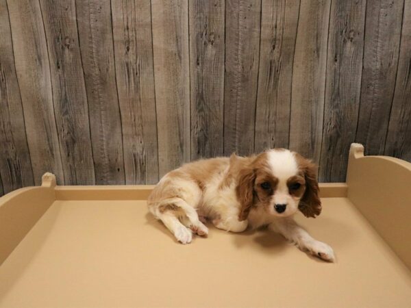 Cavalier King Charles Spaniel-DOG-Male-Blenheim-16749-Petland Racine, Wisconsin