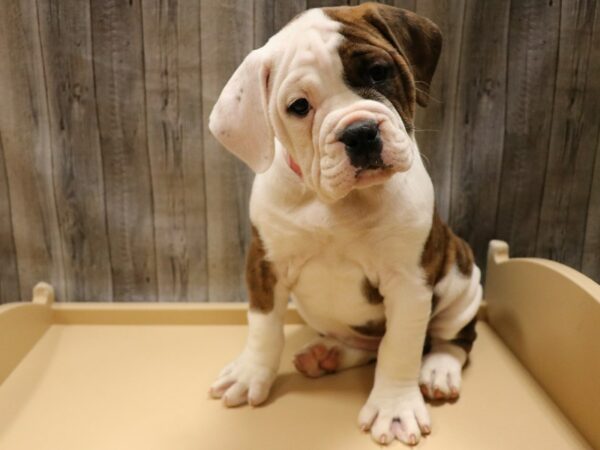 Olde Bulldog DOG Female Brown / White 26596 Petland Racine, Wisconsin