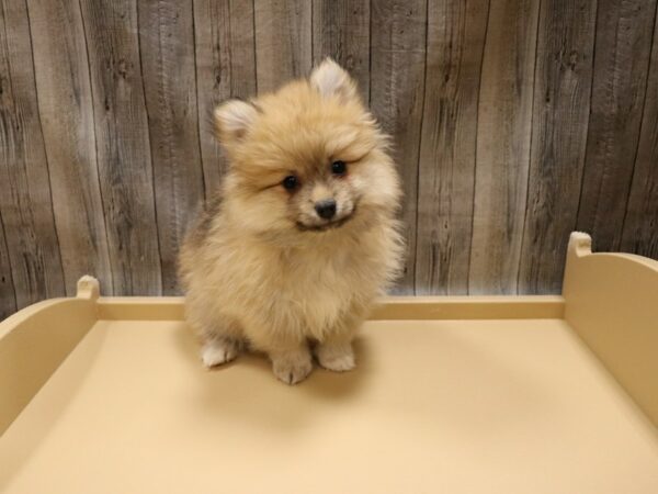 Pomeranian DOG Male Orange Sable 26594 Petland Racine, Wisconsin